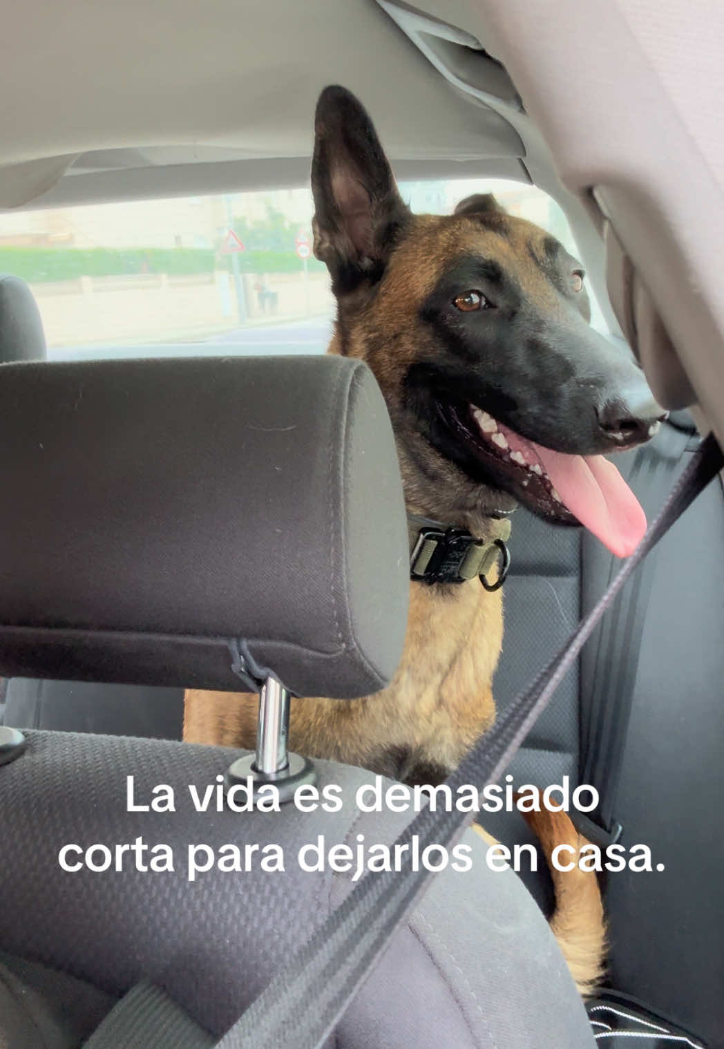 @Lobalobita