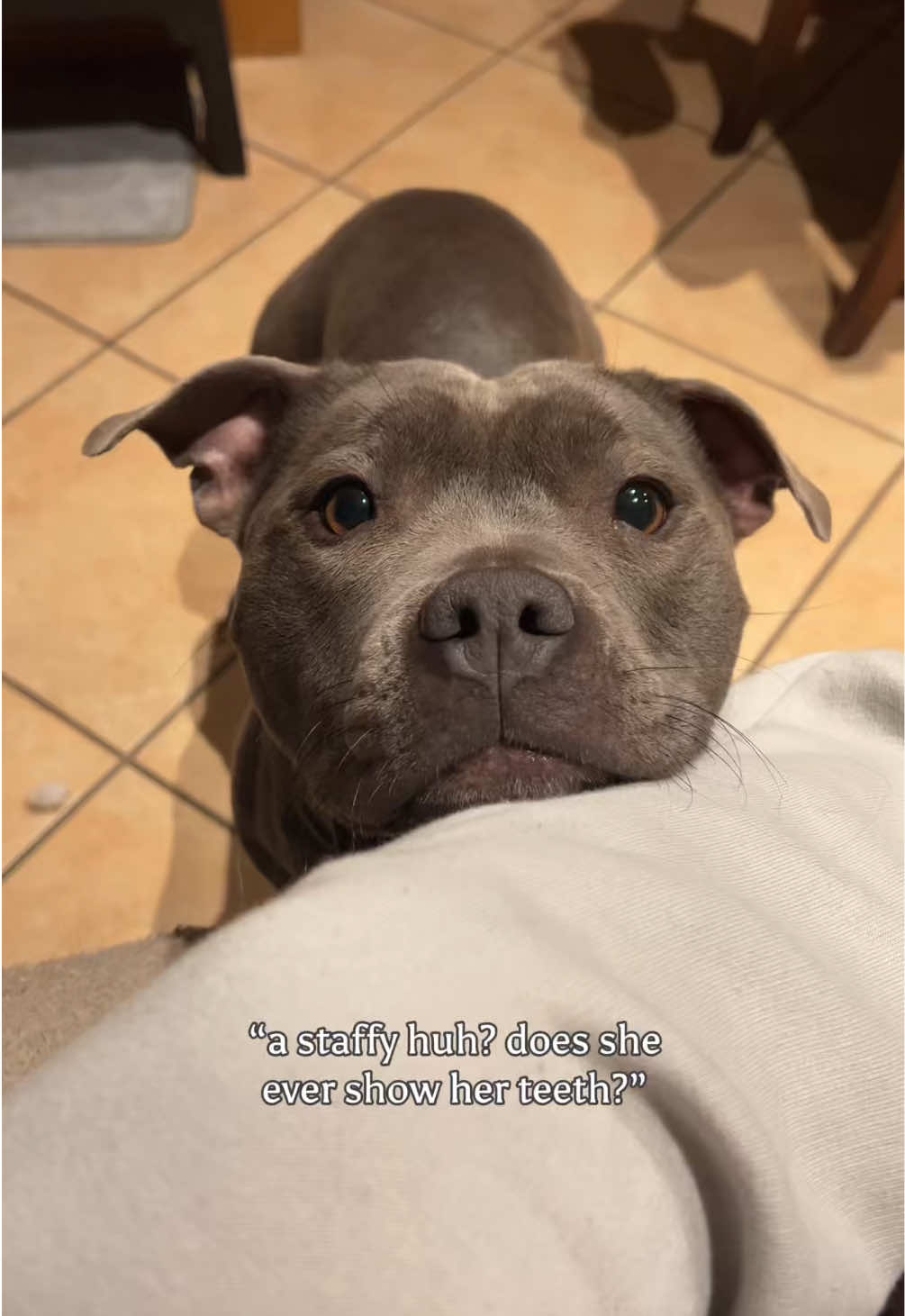 @Myla.thebluestaffy🤍