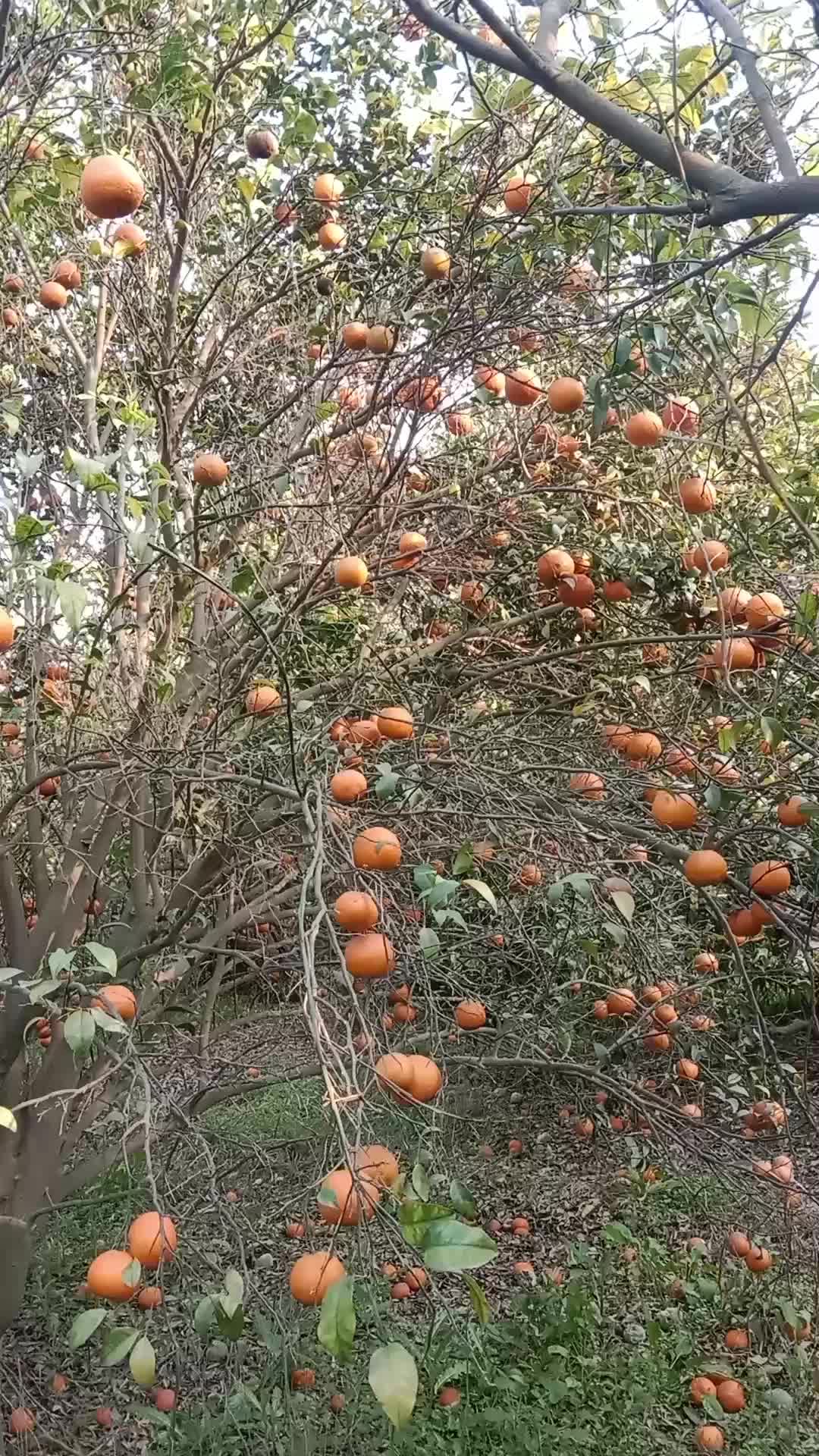 @Brand Orange 🍊