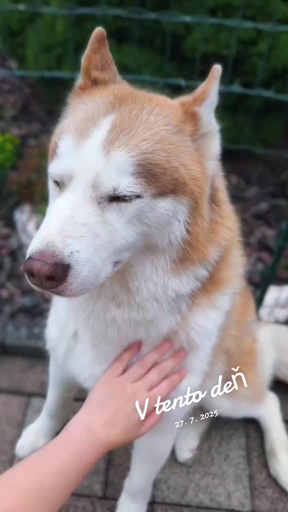 @Marianni and her husky dogs