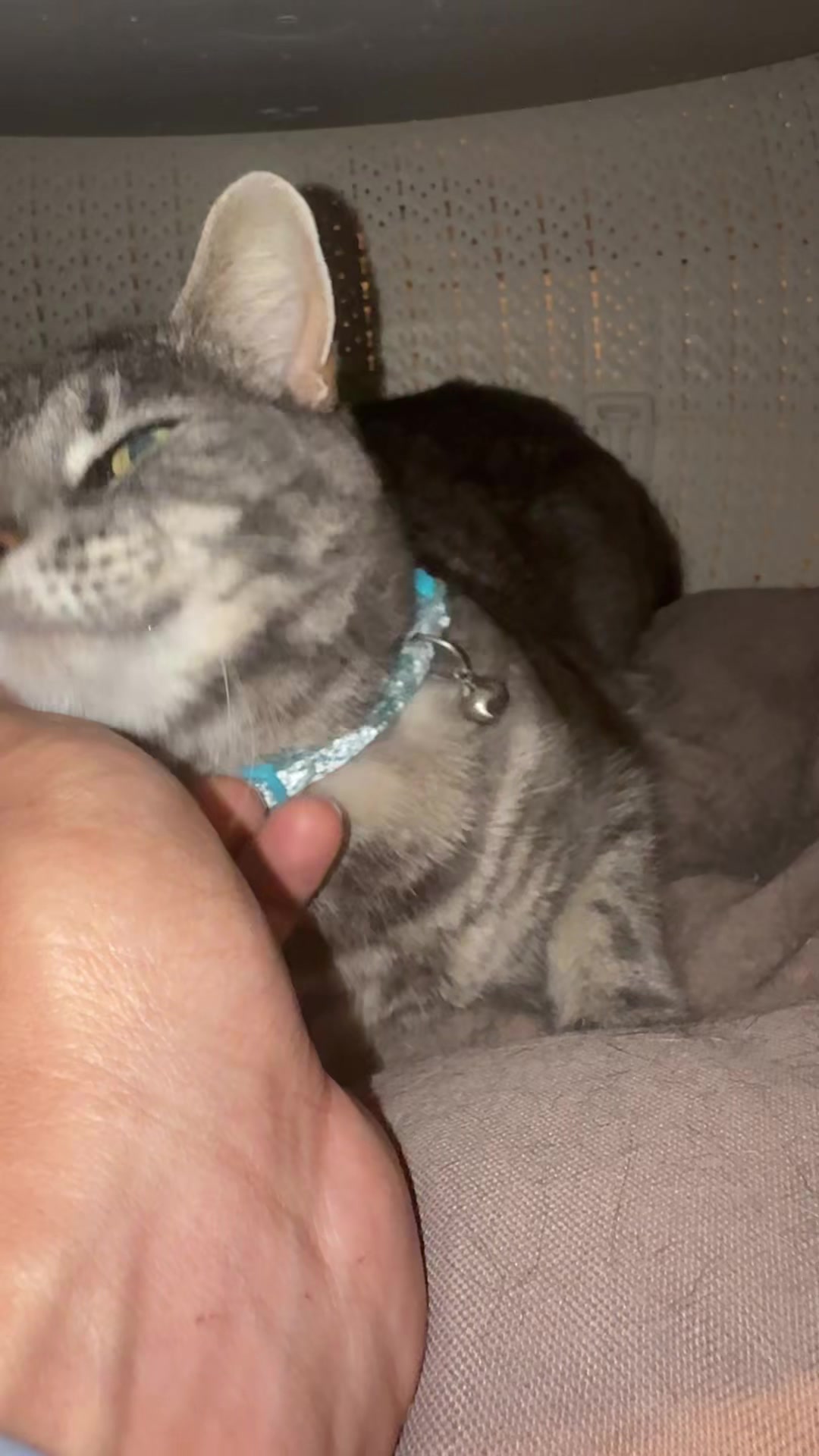 @Miracle Kittens