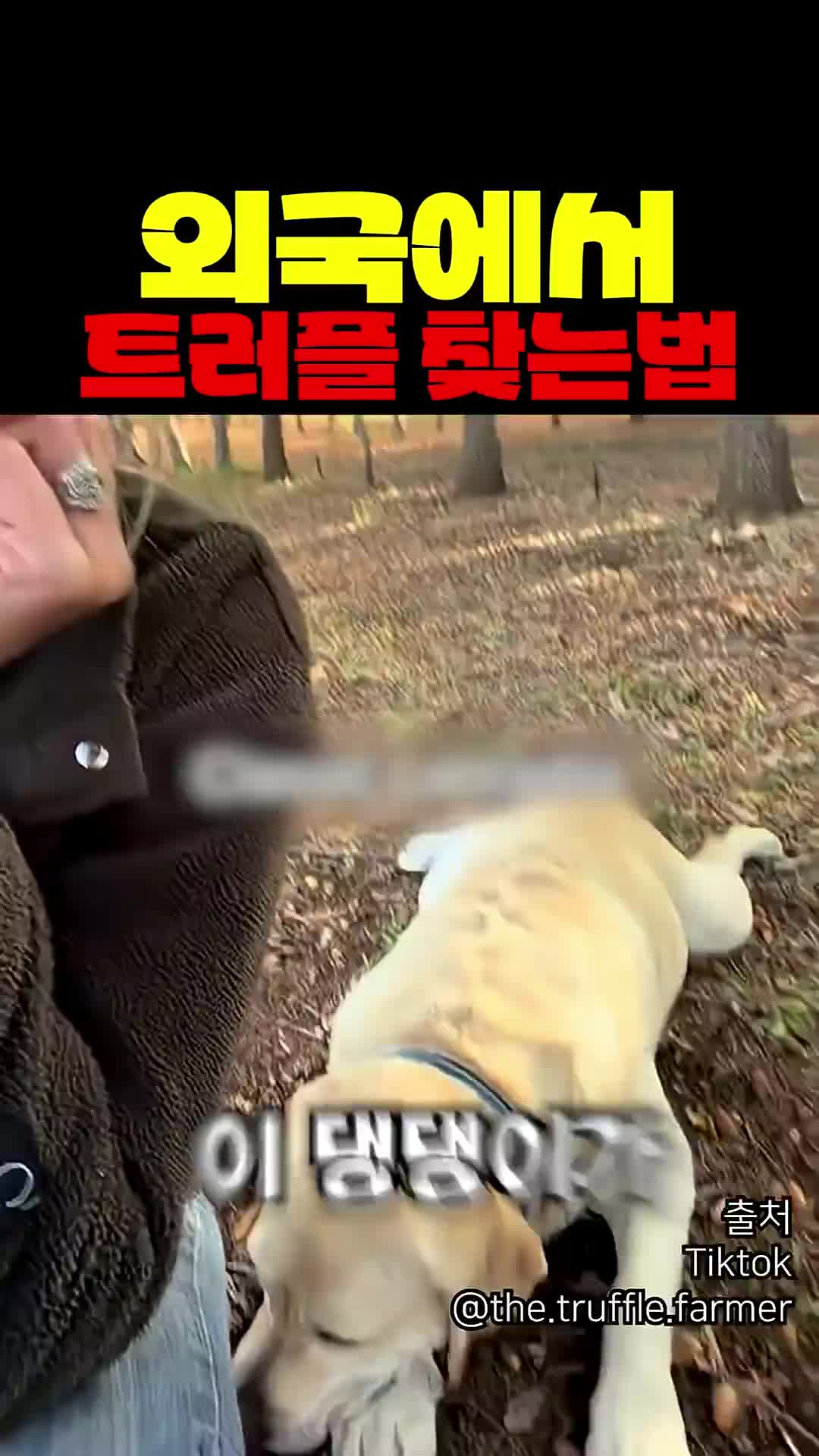 @짱아까미