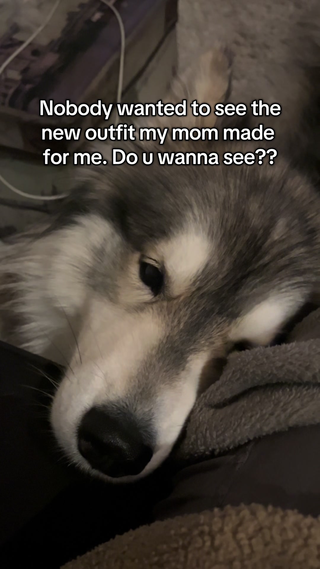 @Echo The Husky