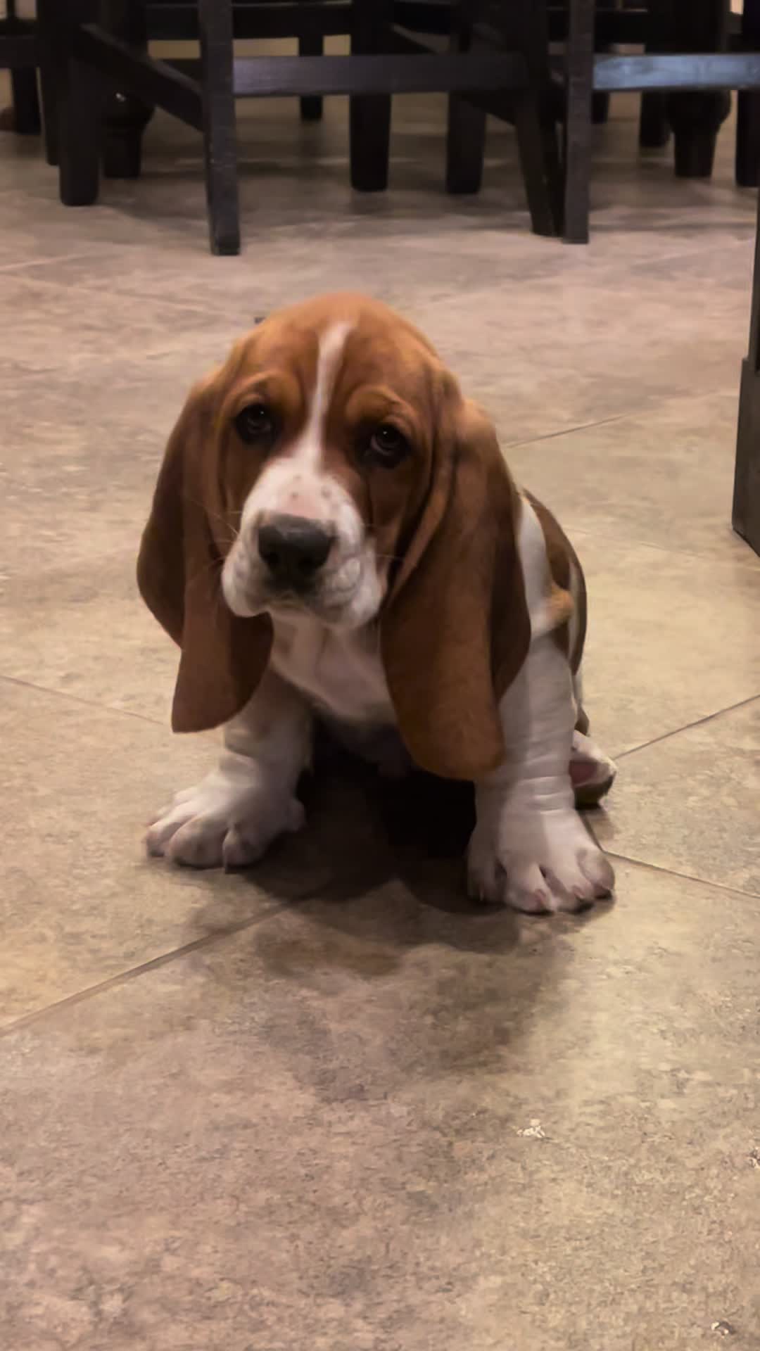 @Hudson & Rudy 🐾 Basset bros