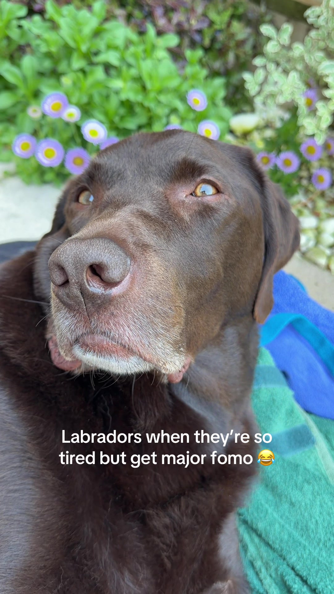 @The Labrador Buddy
