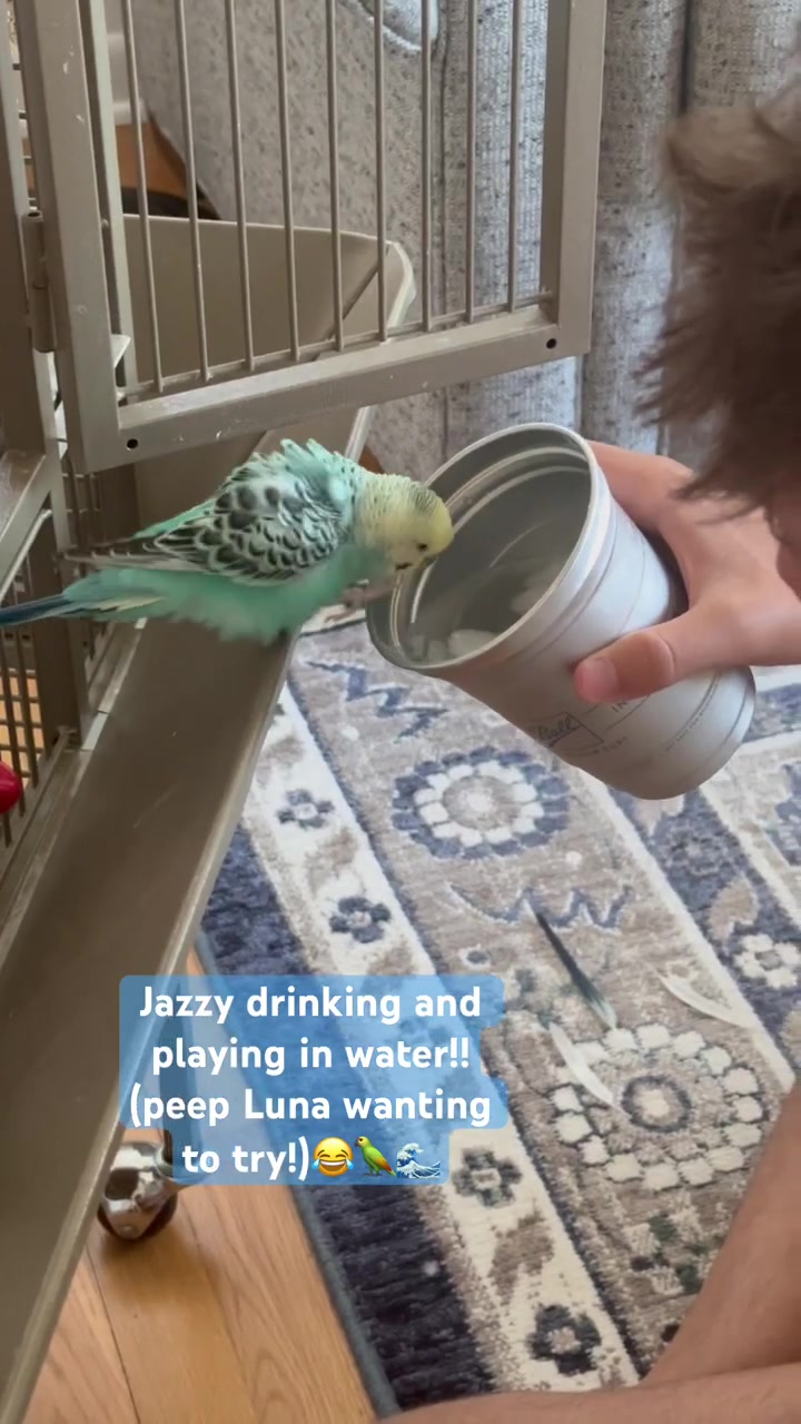 @The budgie trio