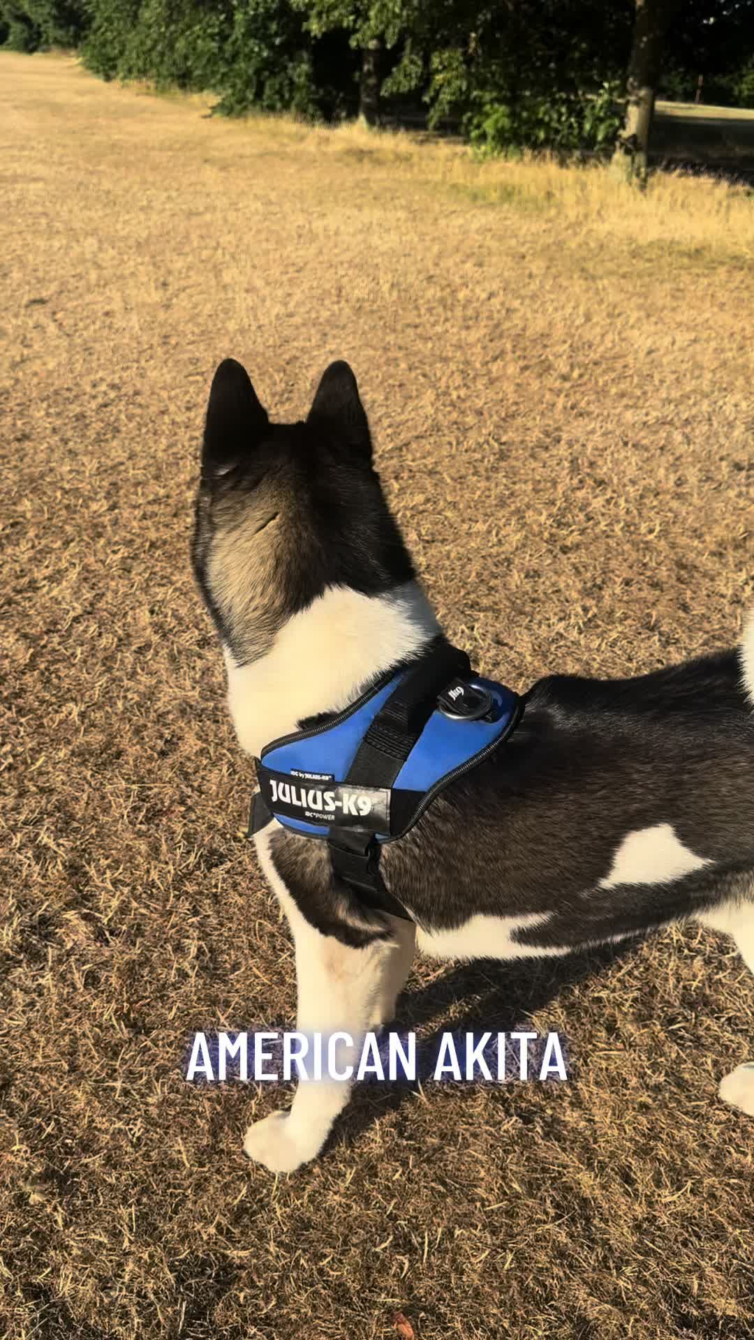 @EnzoTheAkita