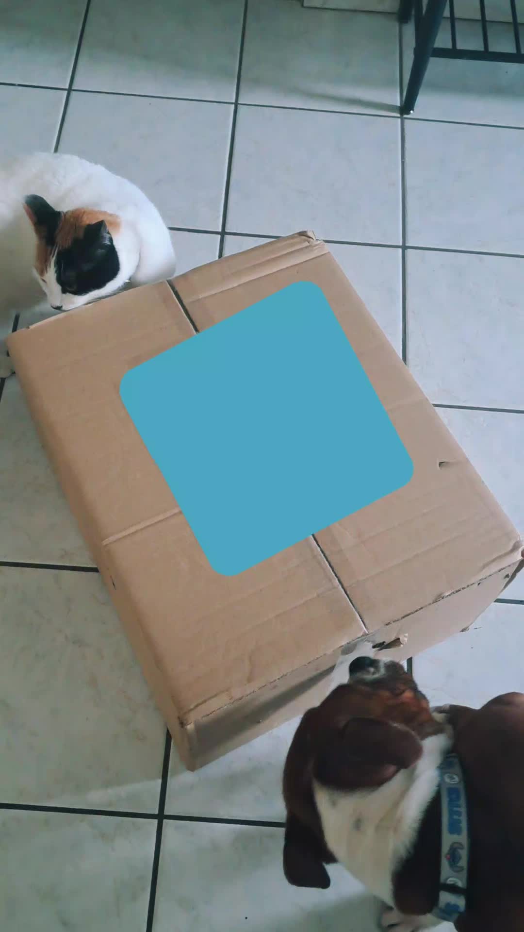 @morty le staffie