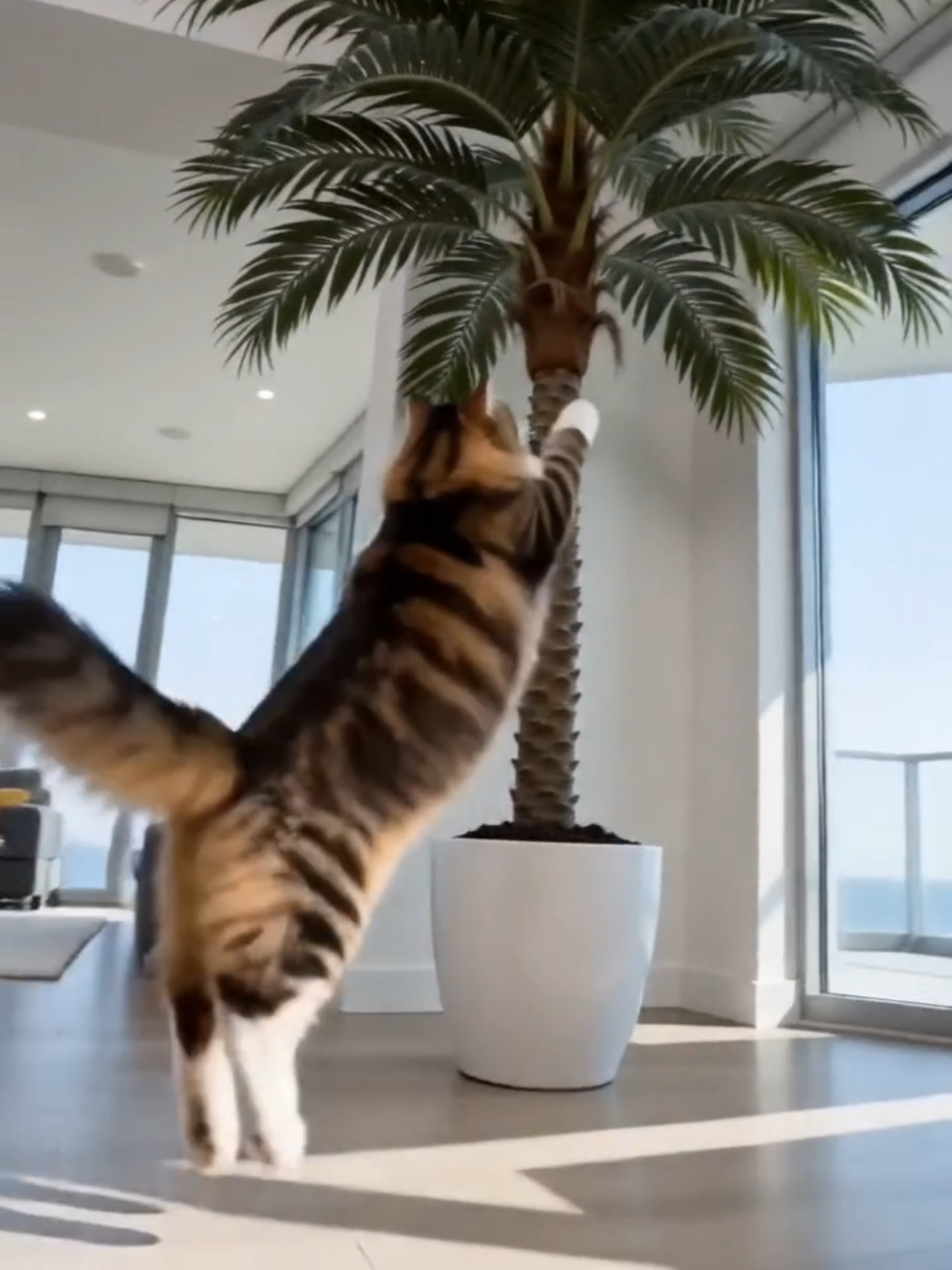 @thefelineglitch