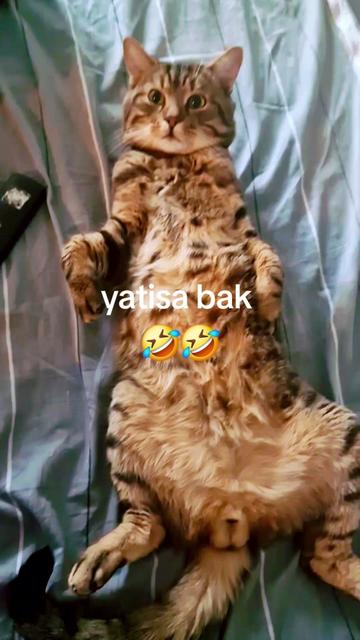 @Gurbetci