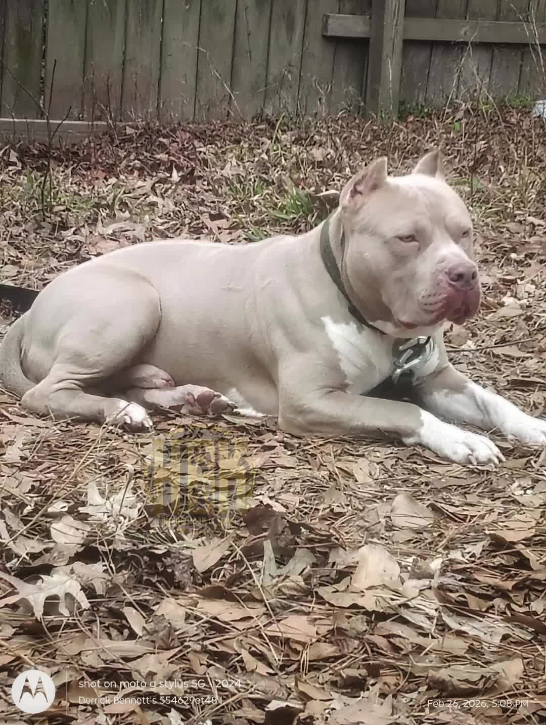 @HACHIKO LINE Bully Kennel