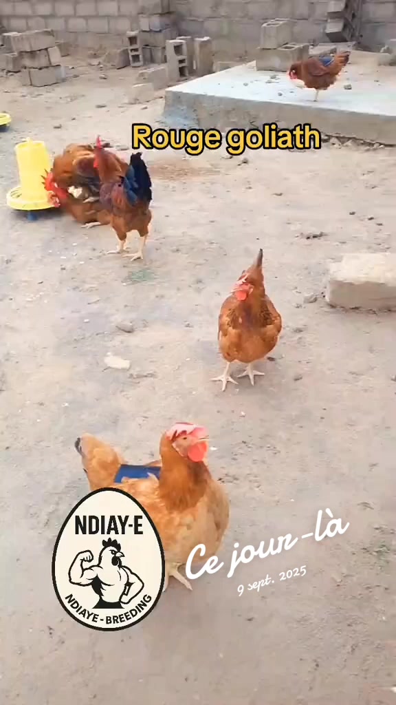@NDIAYE-BREEDING 🐔