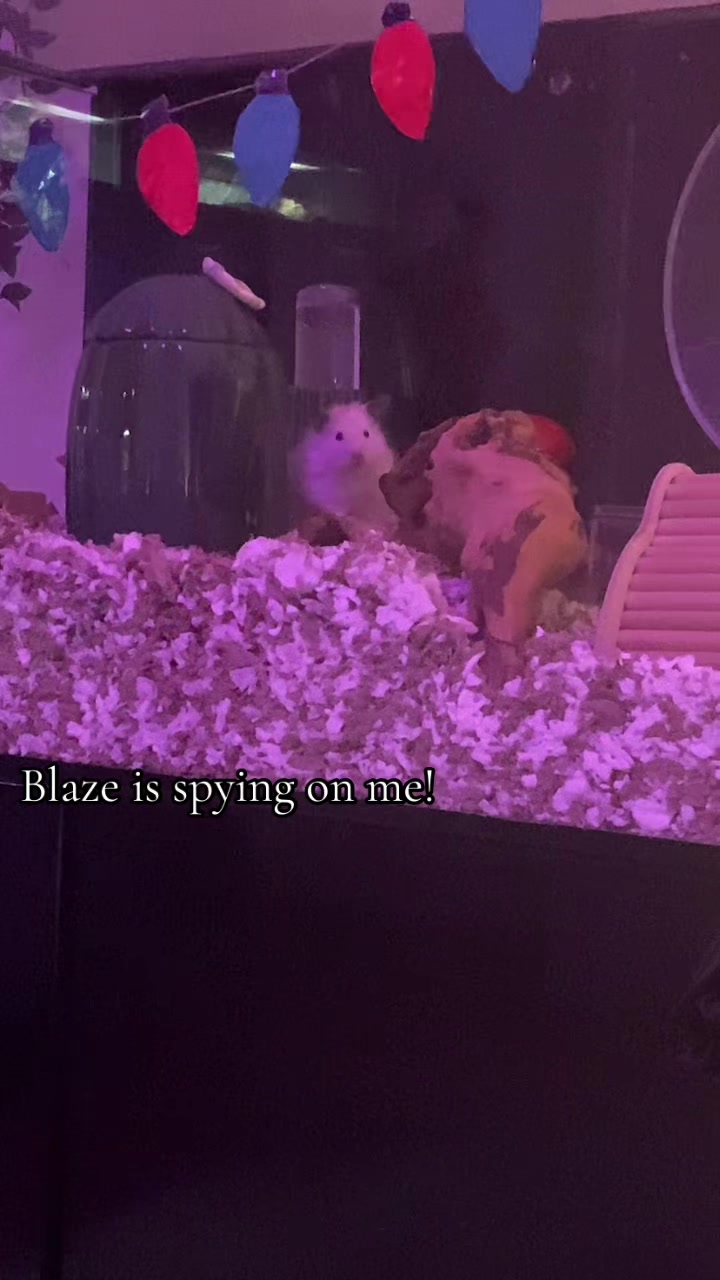 @Blaze🫶🏻