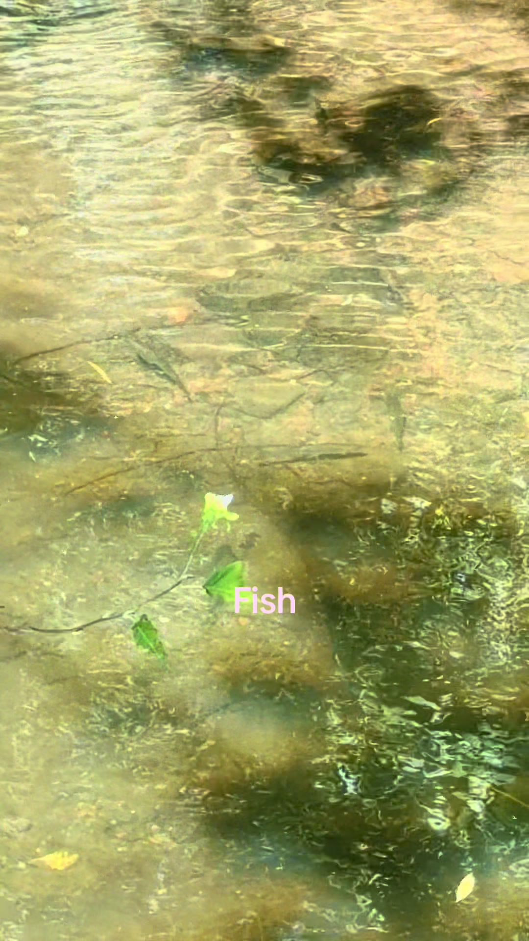 @Mental elf fishin