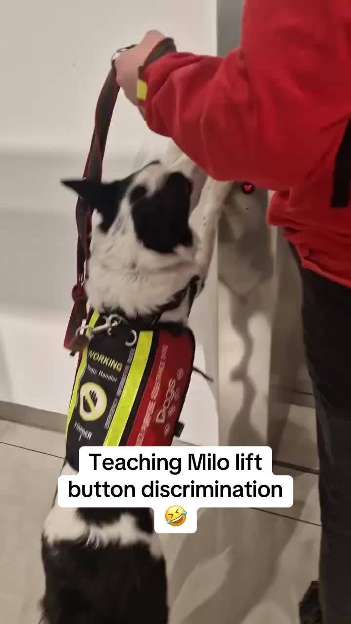 @Infinity Dogs CIC