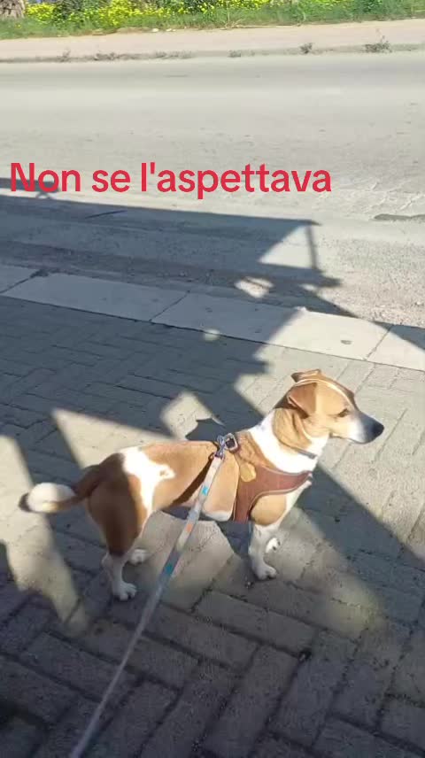 @Lina Superlina