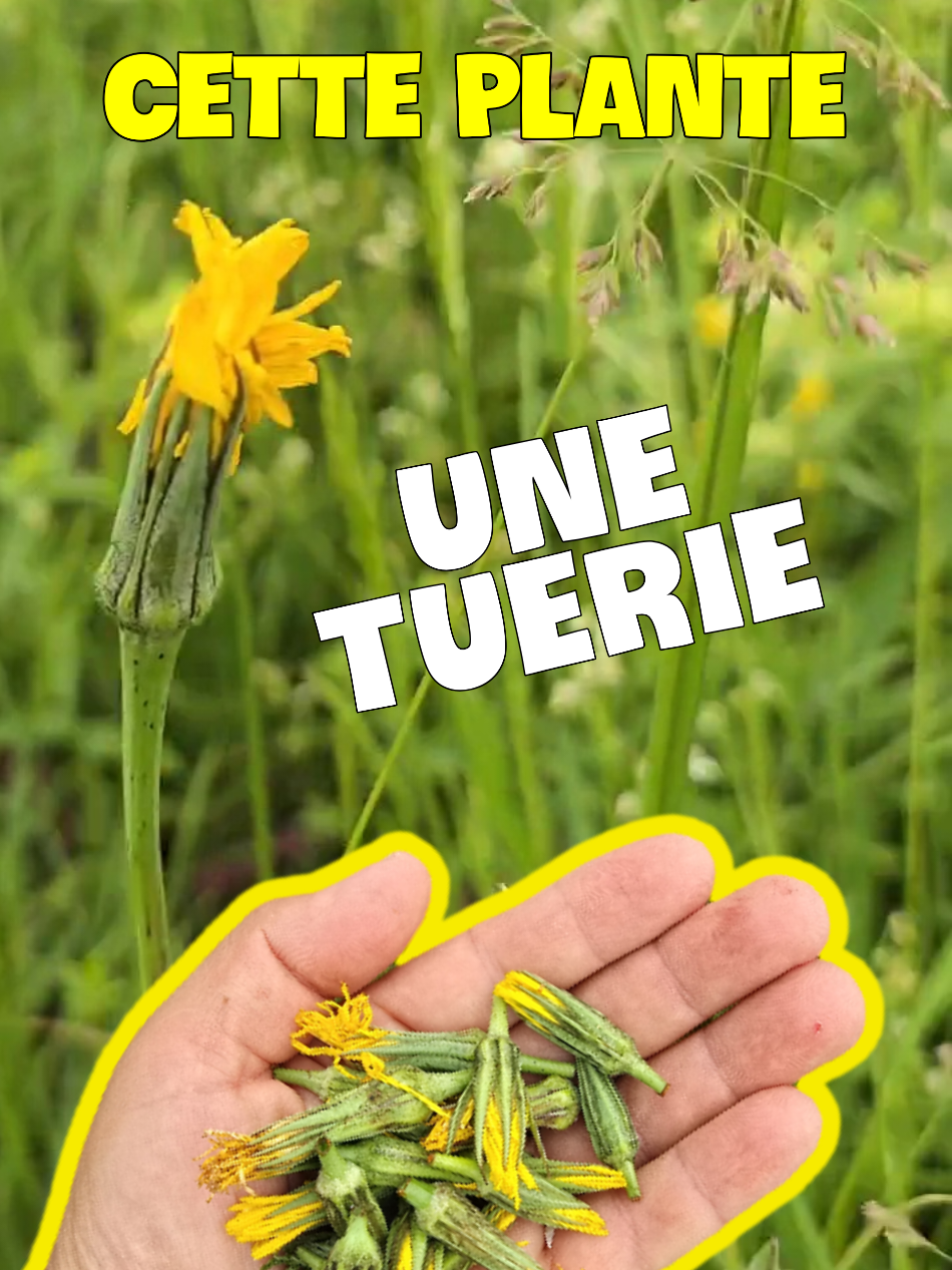 @Dan 🍄&zwj;🟫 Le Champologue