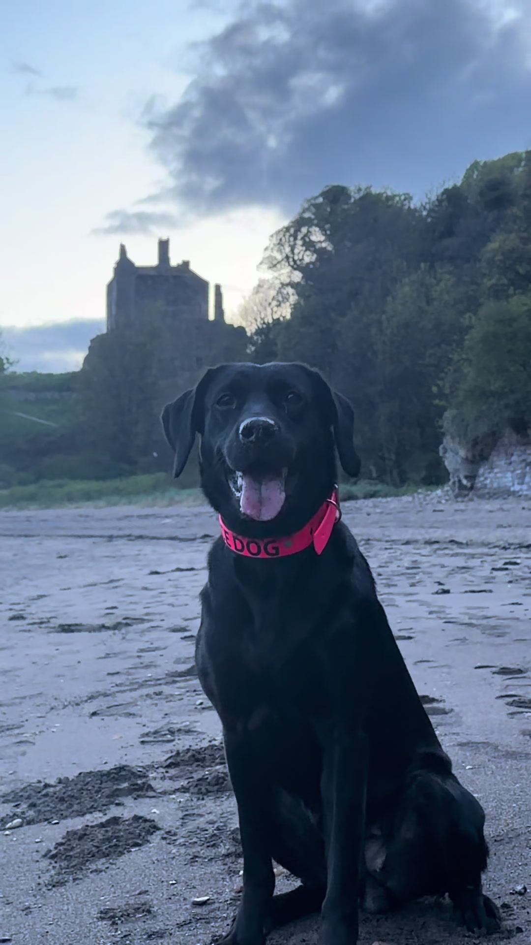 @themworkingdogs🏴