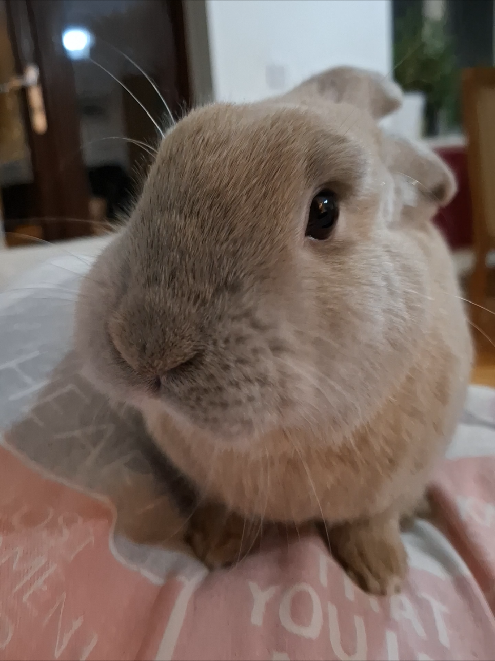 @Bunny Family