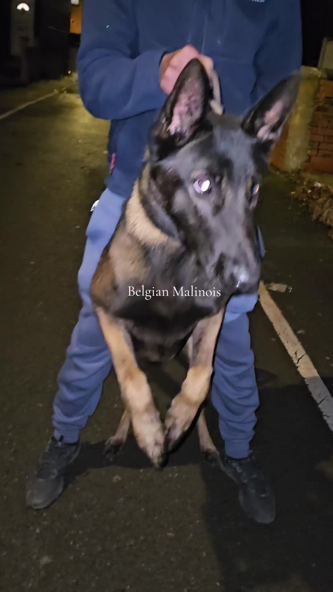 @K9Malinois
