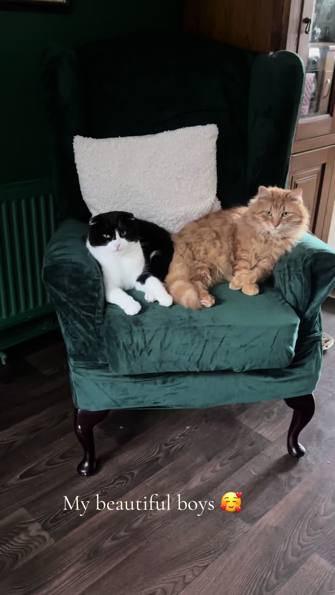 @9 cats and Nicola 🐾🐈🐈⬛🐾