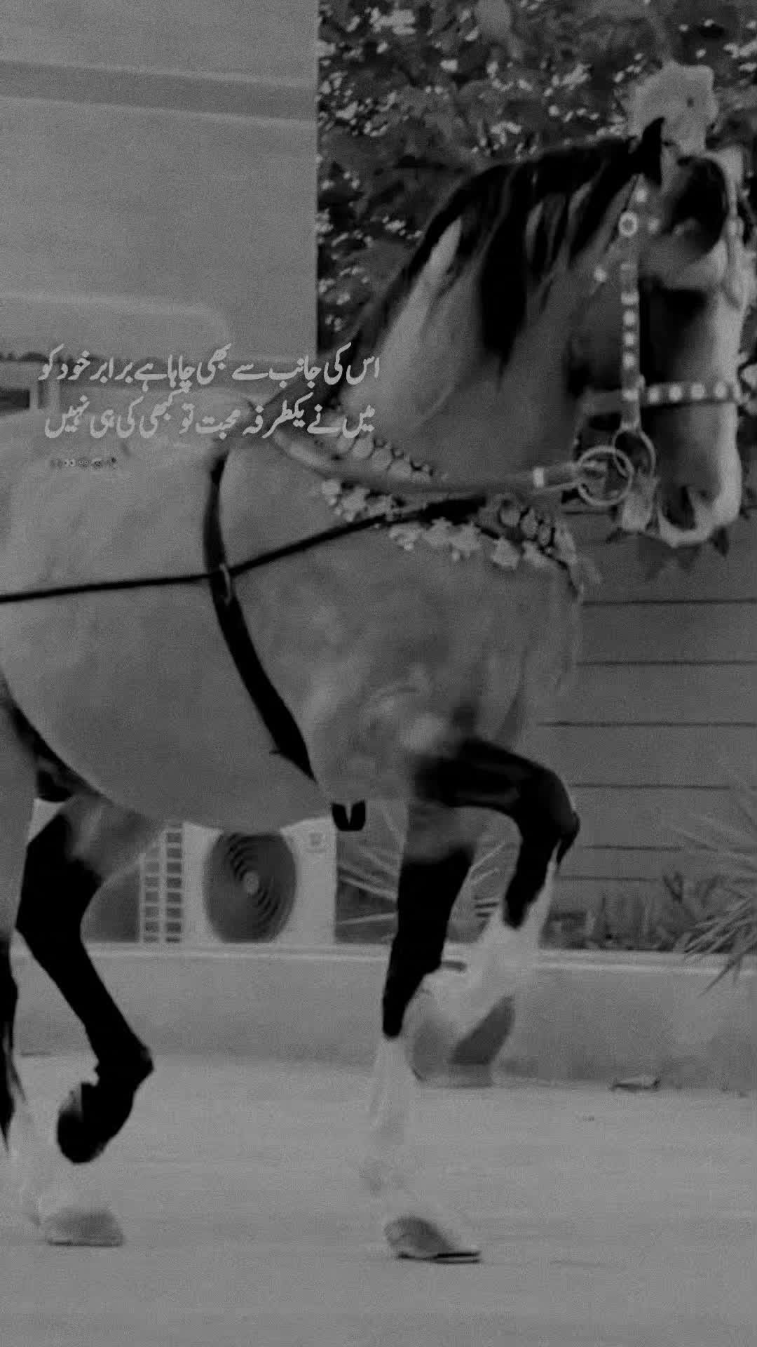 @𓆩⍣⃝𝙏𝙖𝙮𝙖𝙗 𝙎𝙞𝙗𝙩𝙖𝙞𝙣࿐