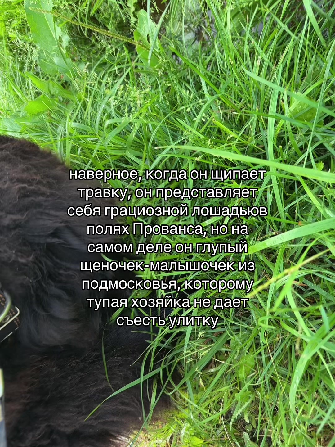 @тришка