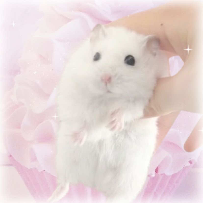 @mimi