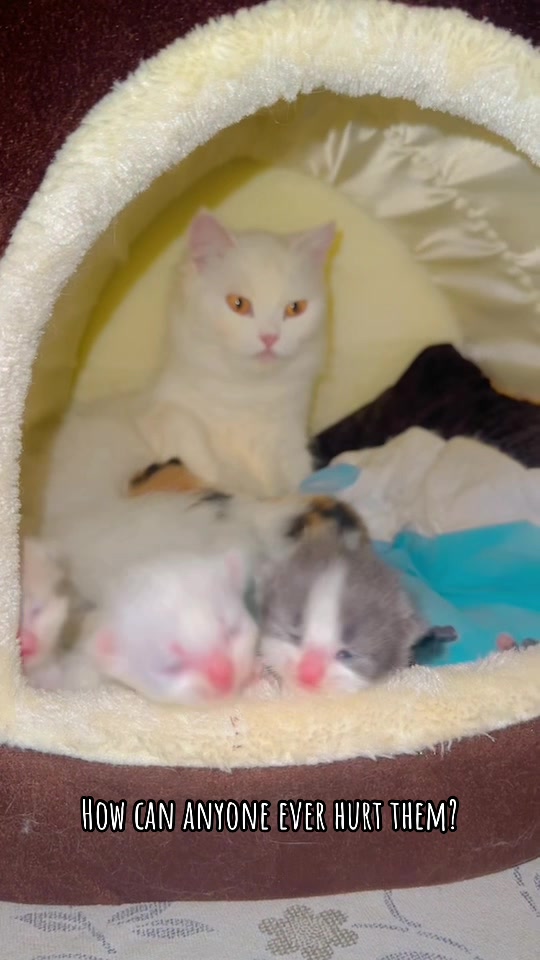 @_purrfecttpaws_