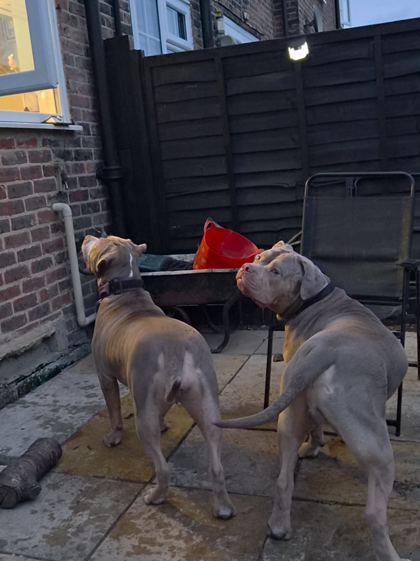@Kyza And Ellie Bully Dogs 🐾🐾