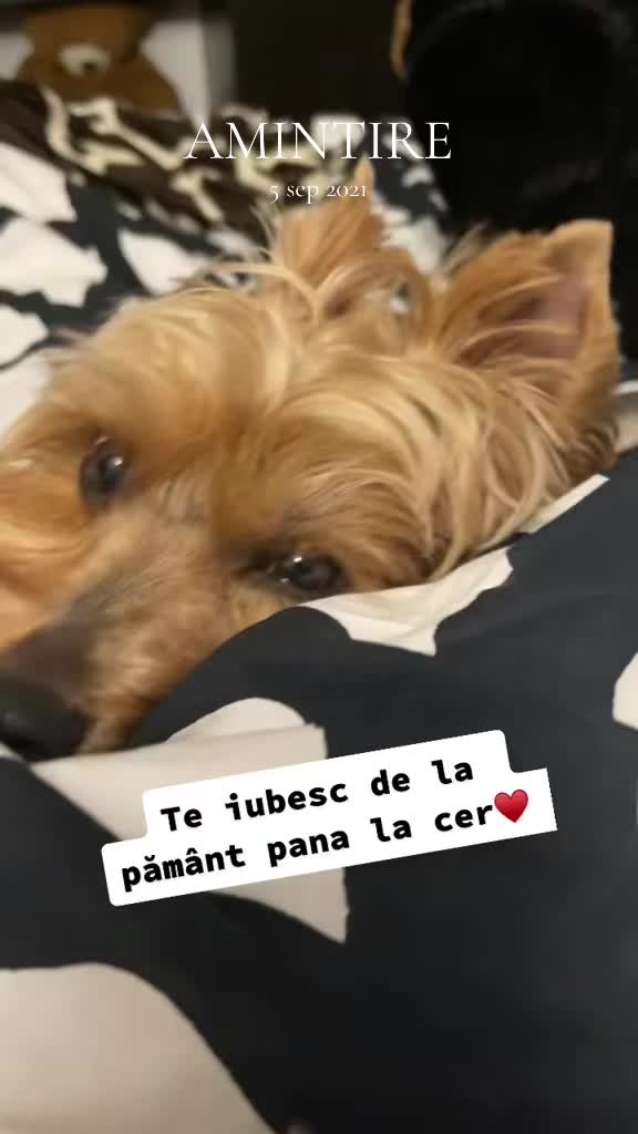 @Allexyssss
