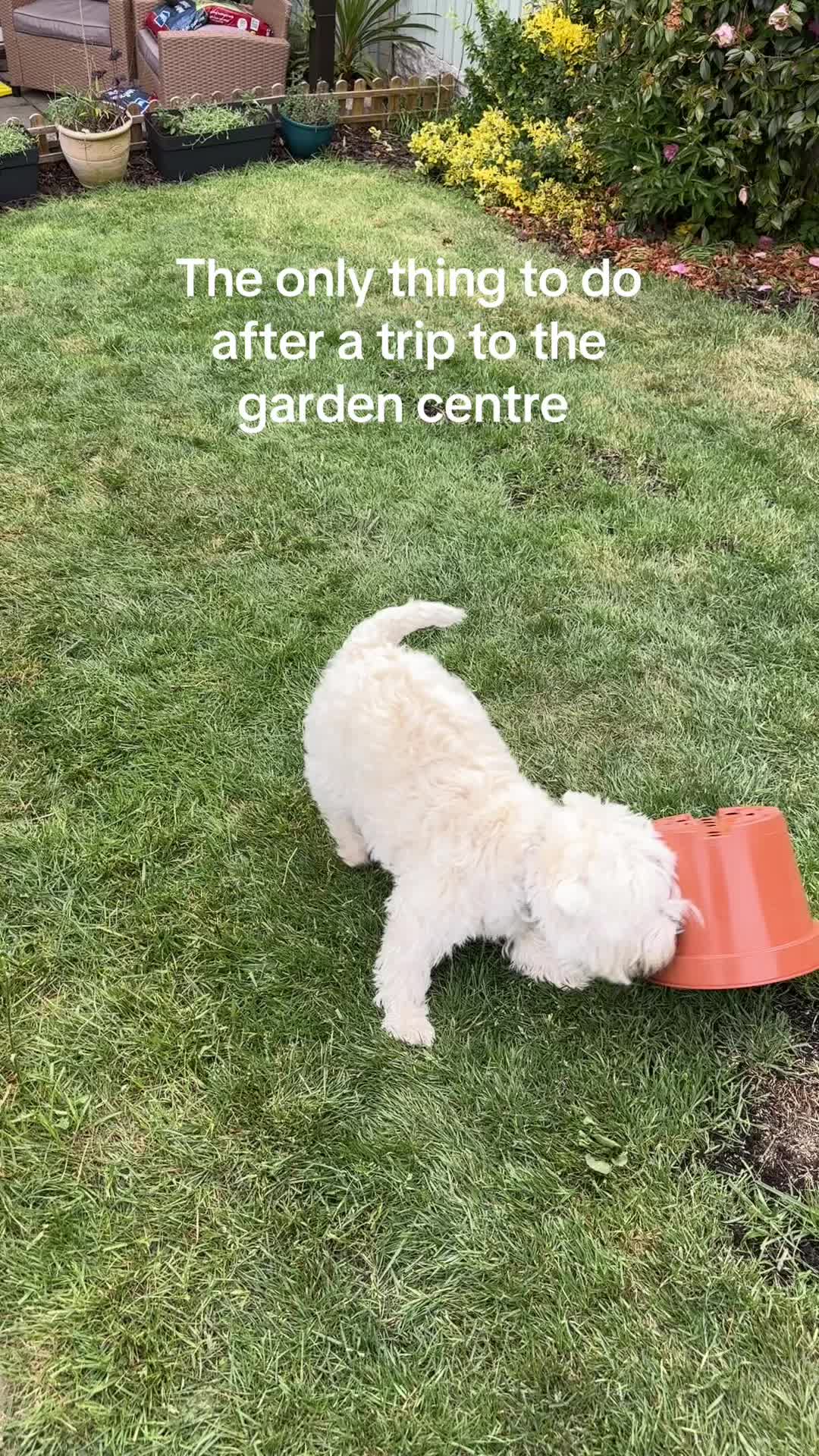 @Luna The Westie