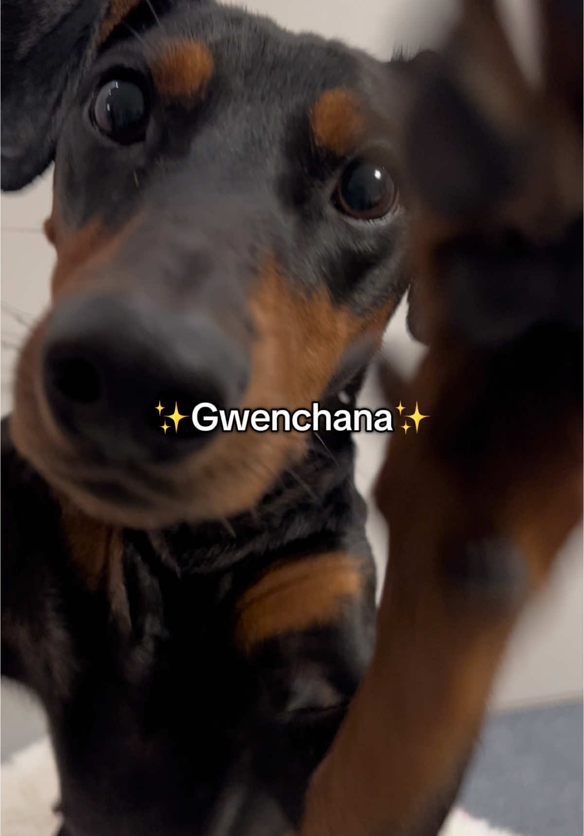 @AlvaTheHotDog