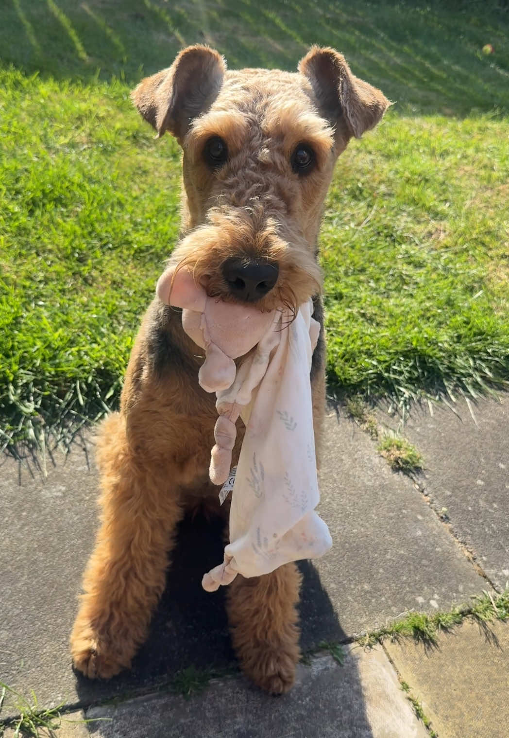 @Thefoxandtheairedale