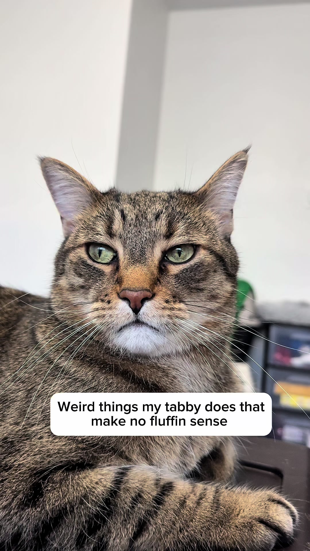 @Three Nawty Cats