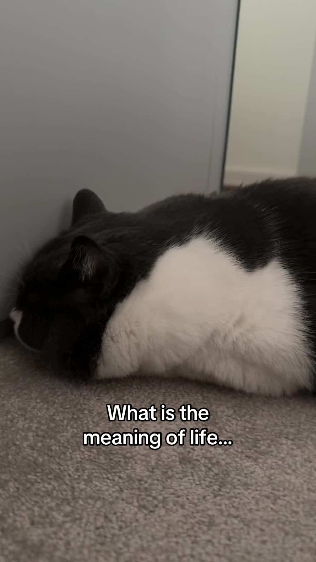 @Emojithecat