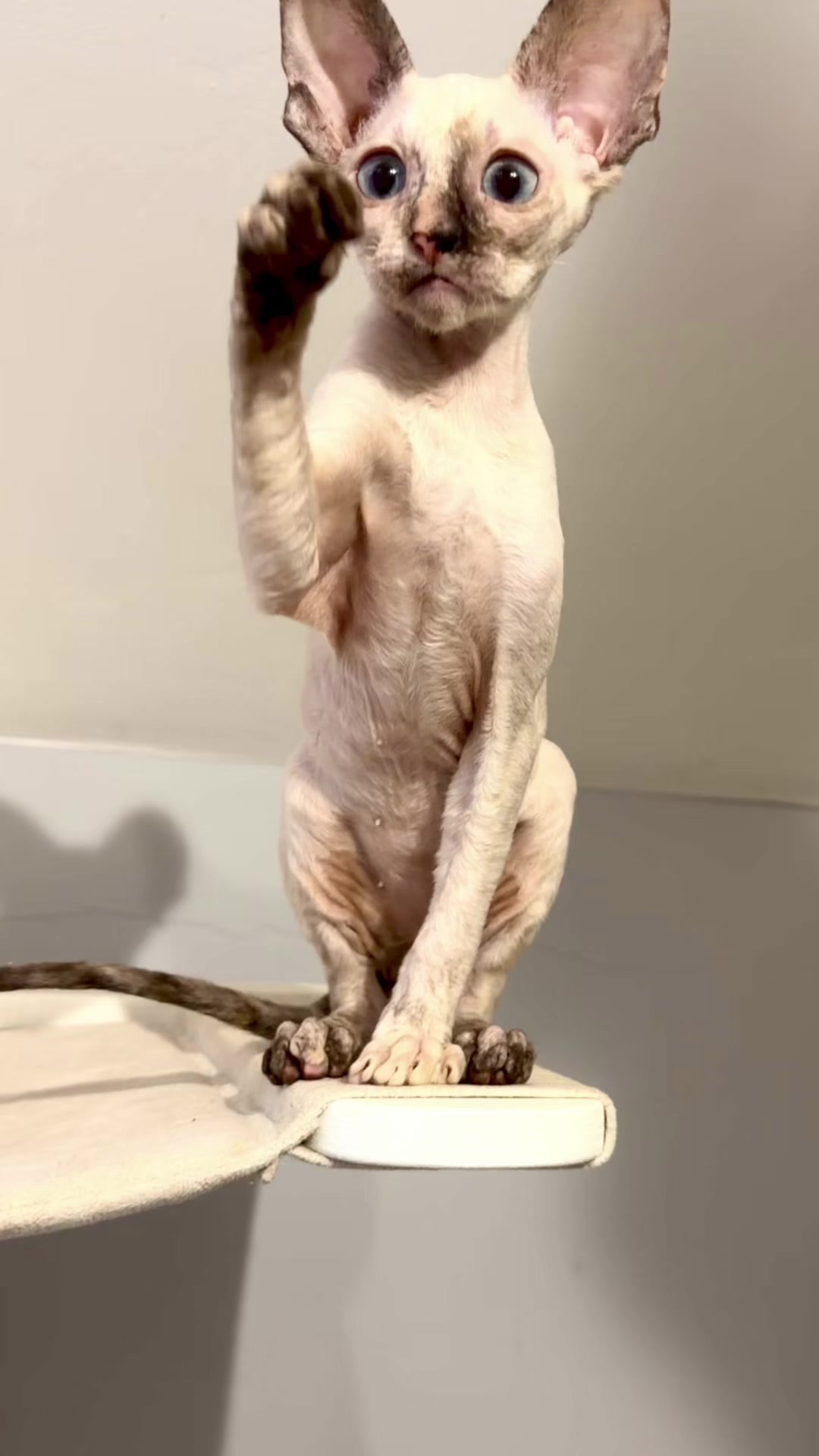 @patimolli_cattery