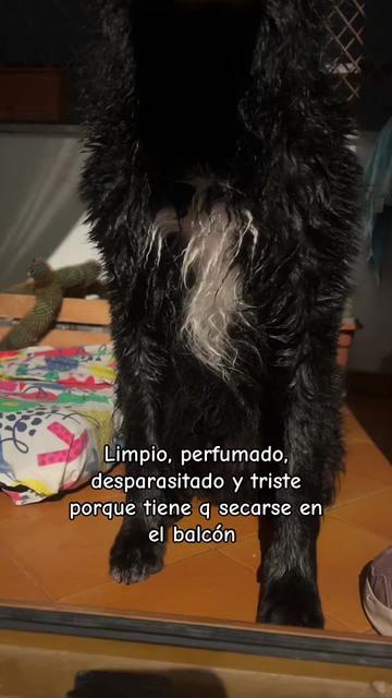@Luiggi the Dog