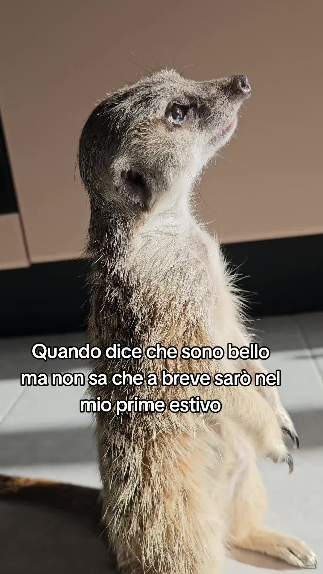 @antonio