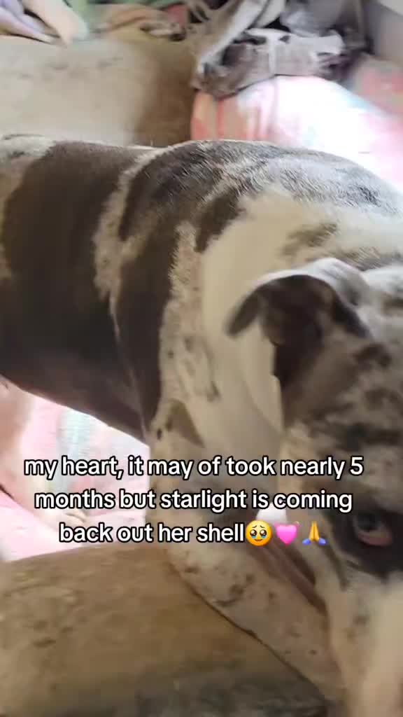@kirsty+starlight the xl bully