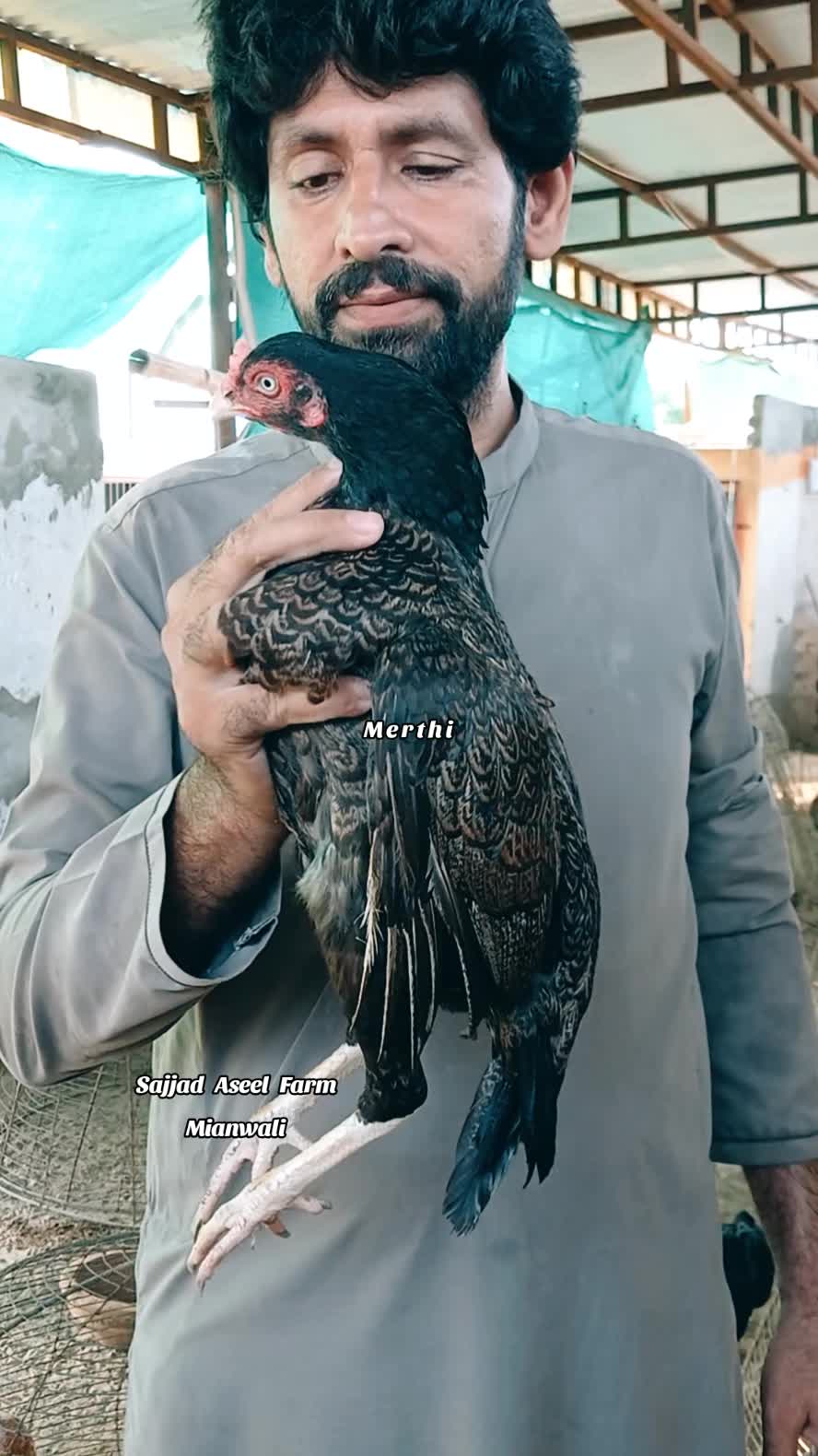 @Sajjad Aseel Farm