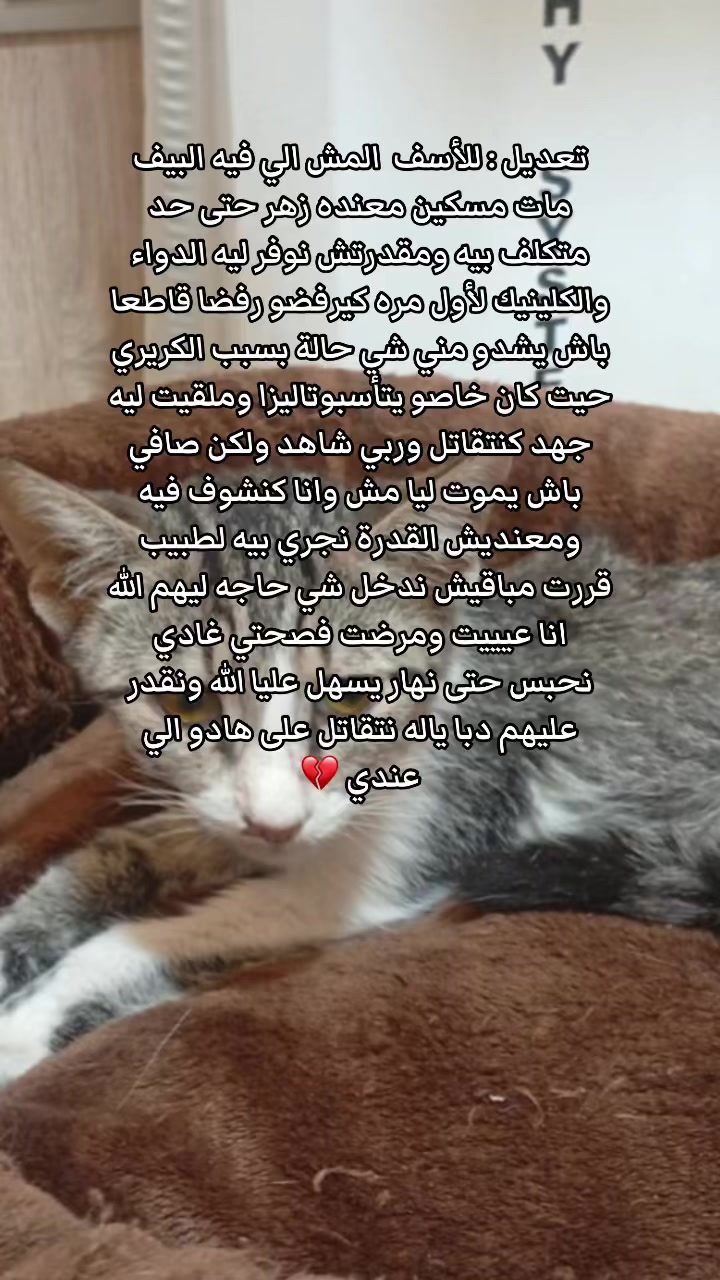 @๐๐ฑ Whiskers Rescue