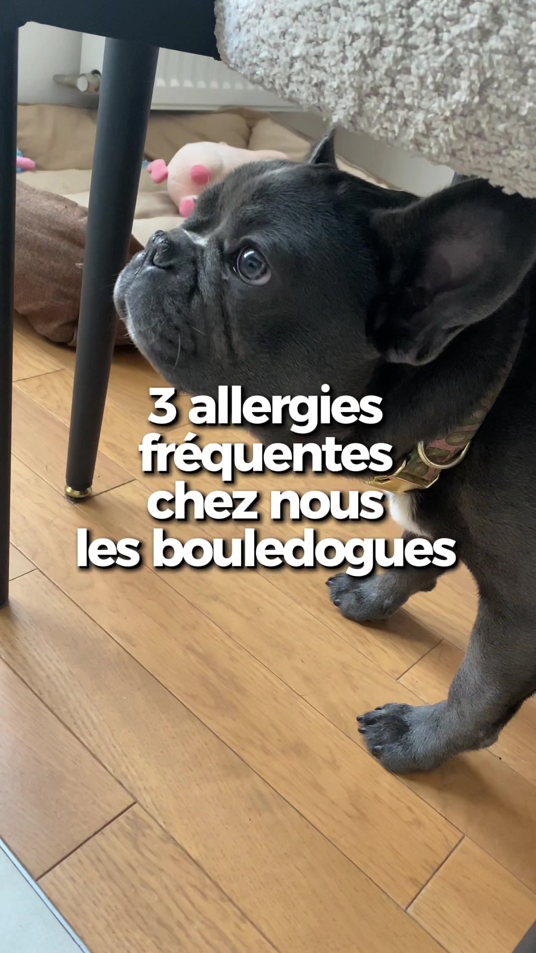 @Sunny Le Frenchie 🐾🌞