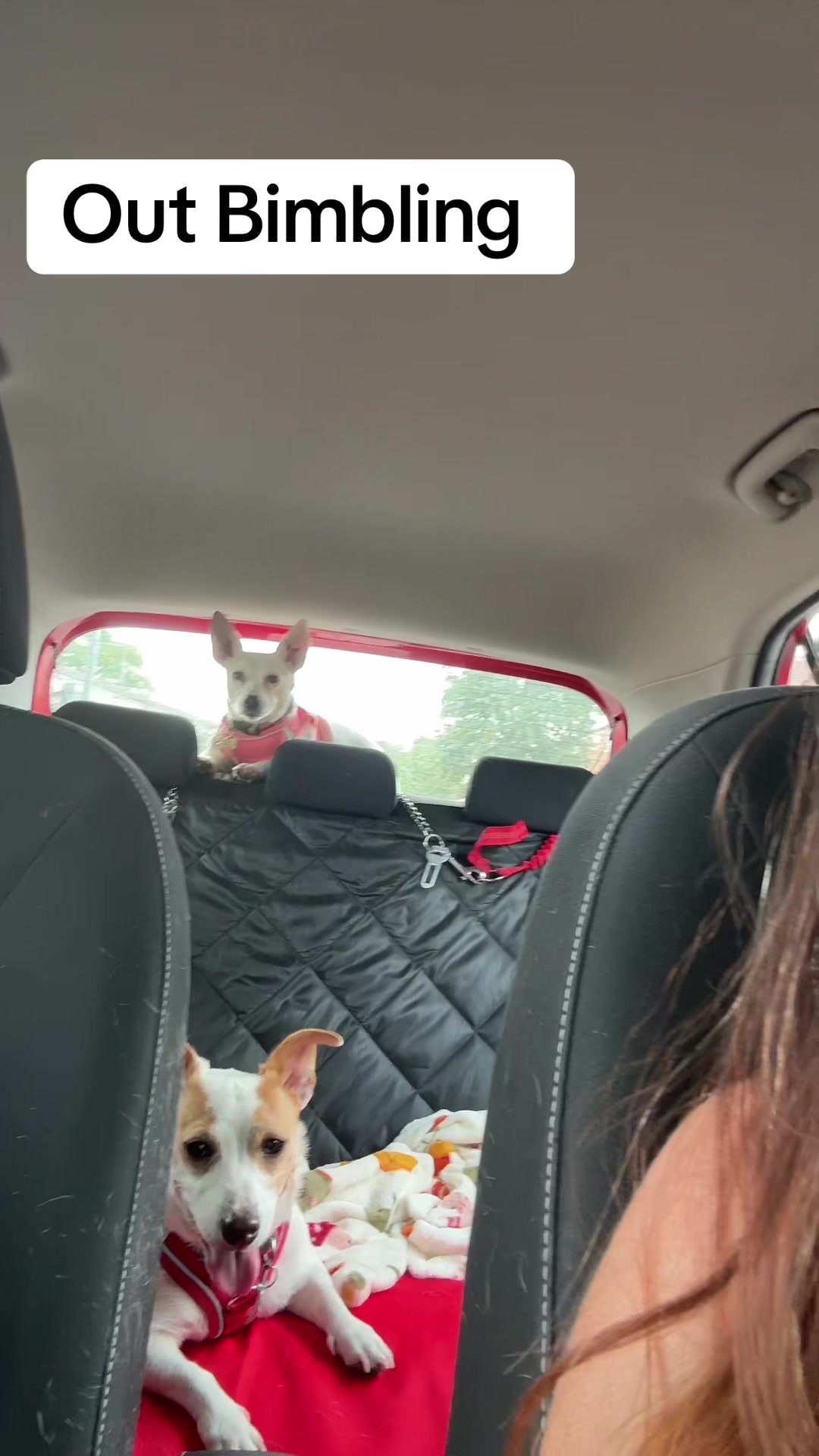 @spirit_and_paw