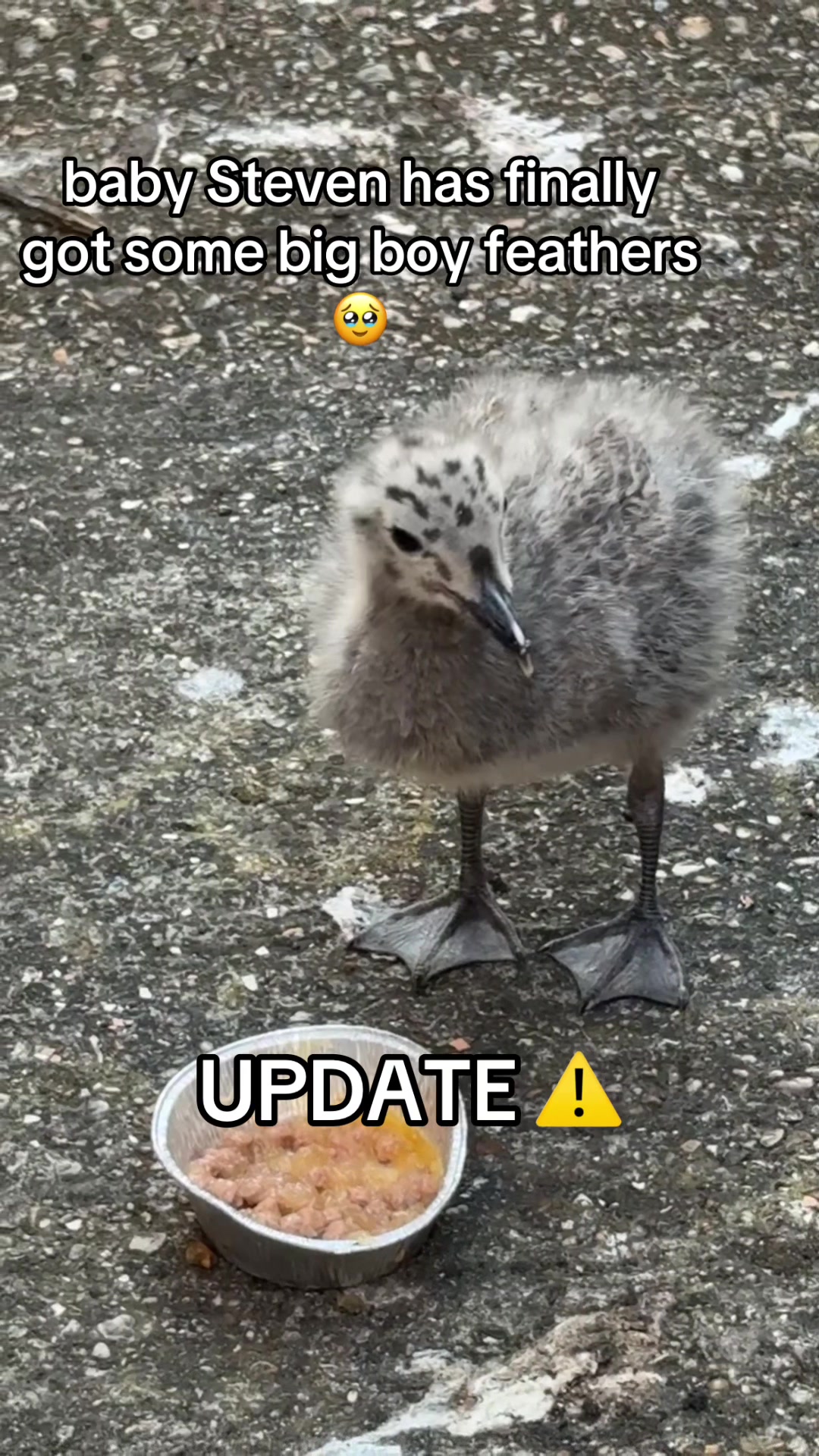 @_thepinkgoat_