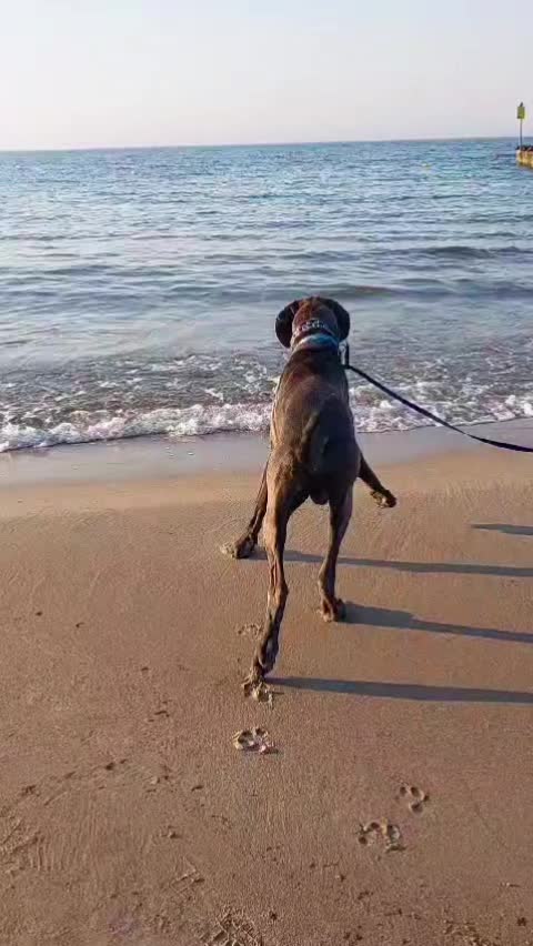 @Dog Niemiecki Benek