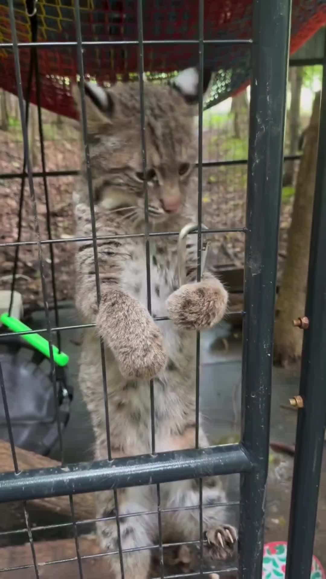 @Pets Mania