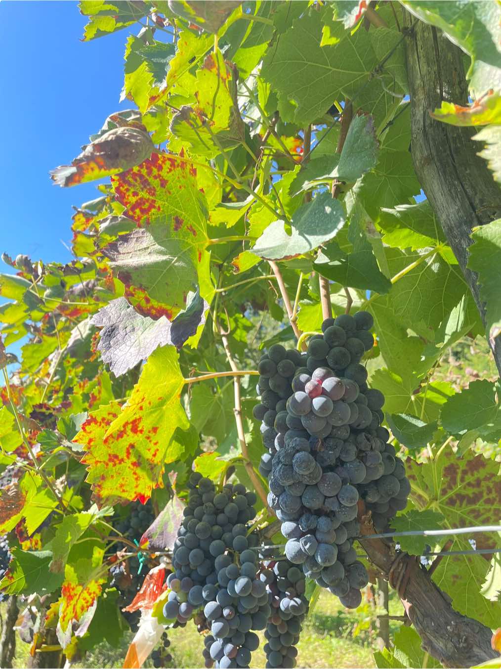 @Calici Di Stelle✨🍇🍷