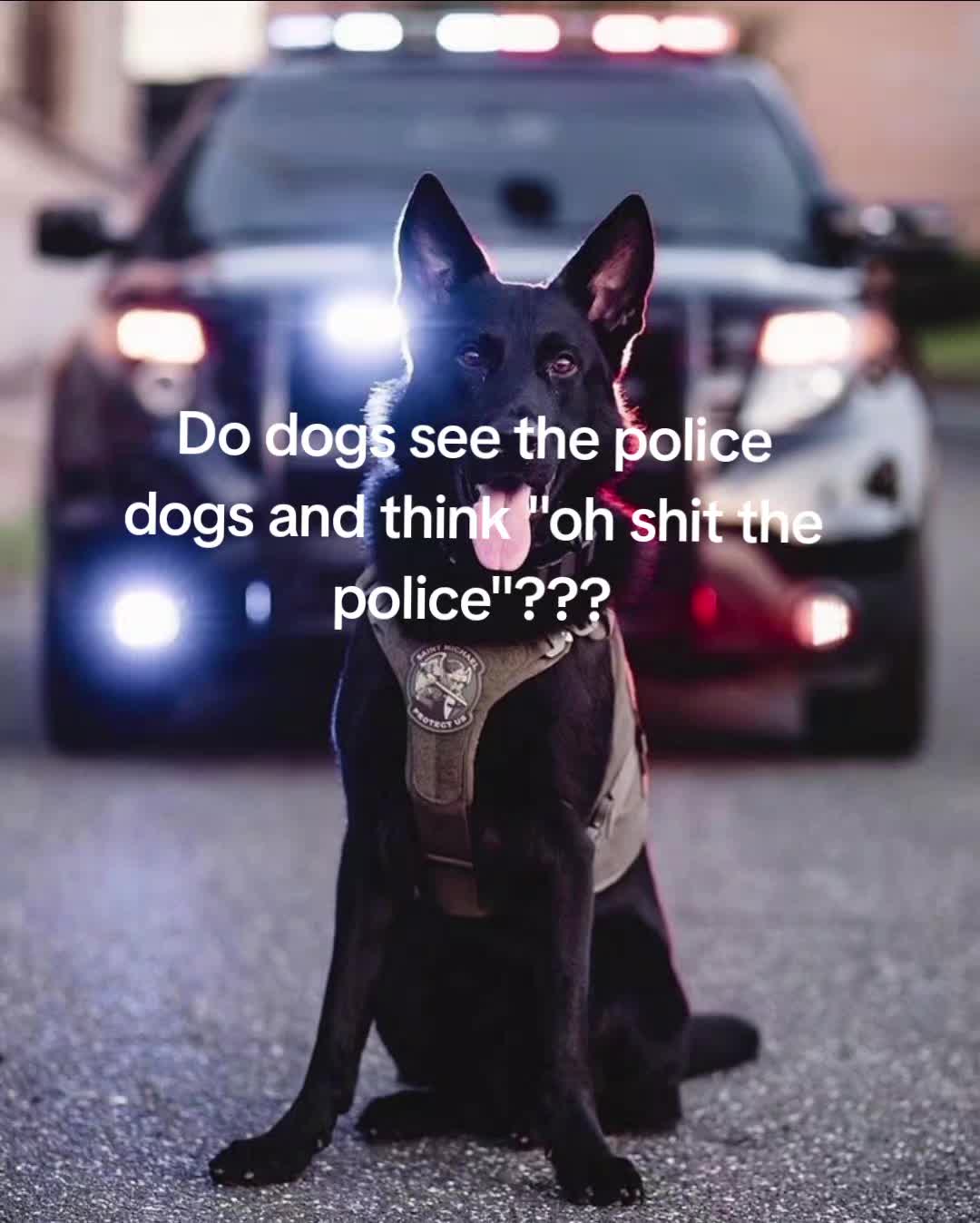 @✩dog.rage1✩