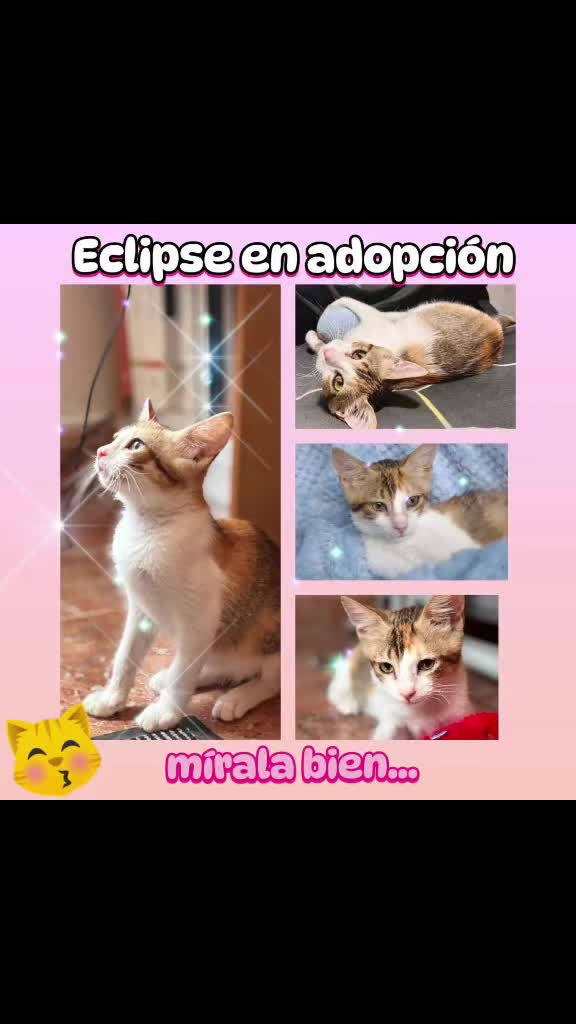 @enGatadas